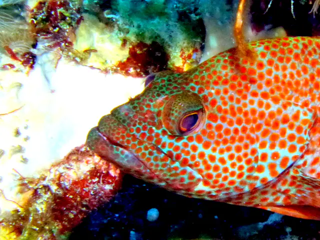 Underwater photograph by Joel Bergsma