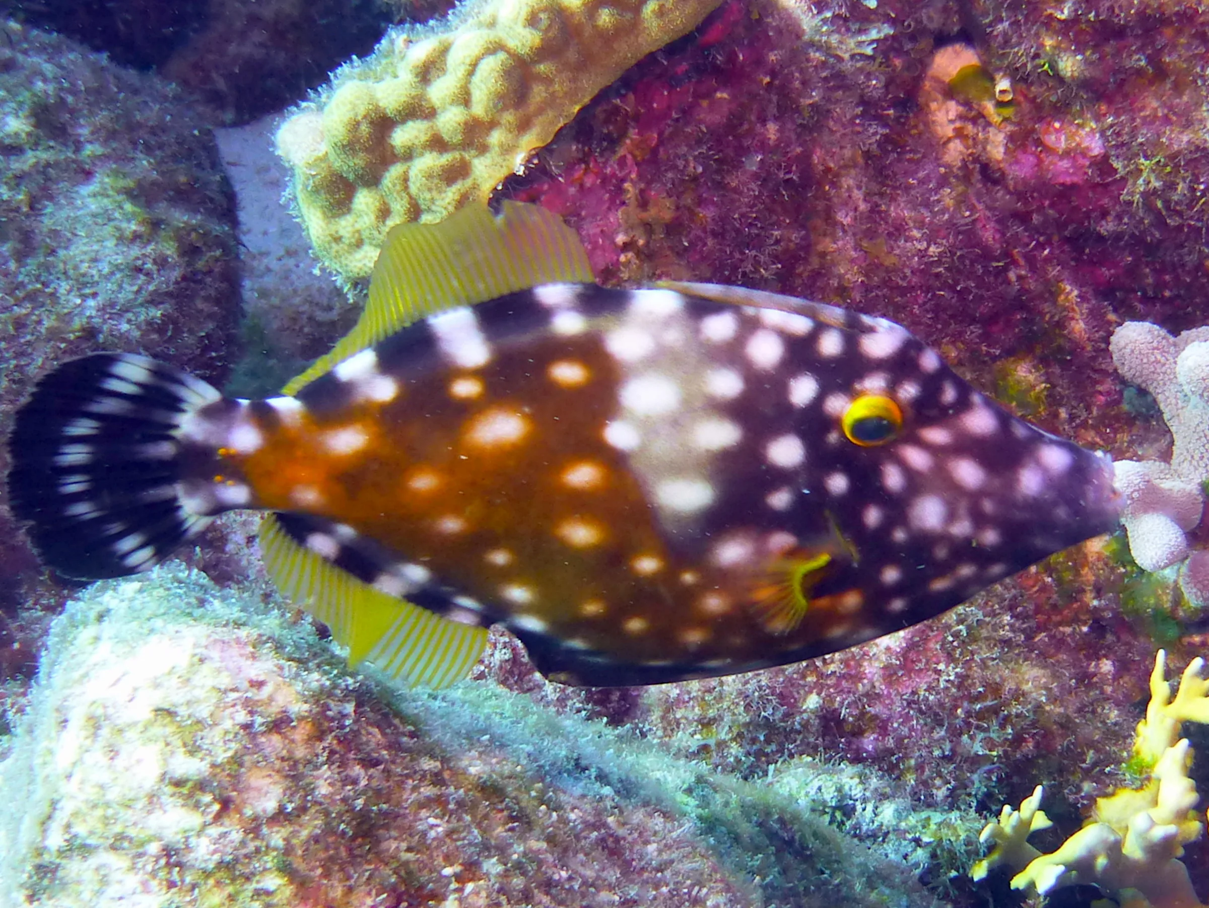 Scrawled Filefish, Bonaire, 2013