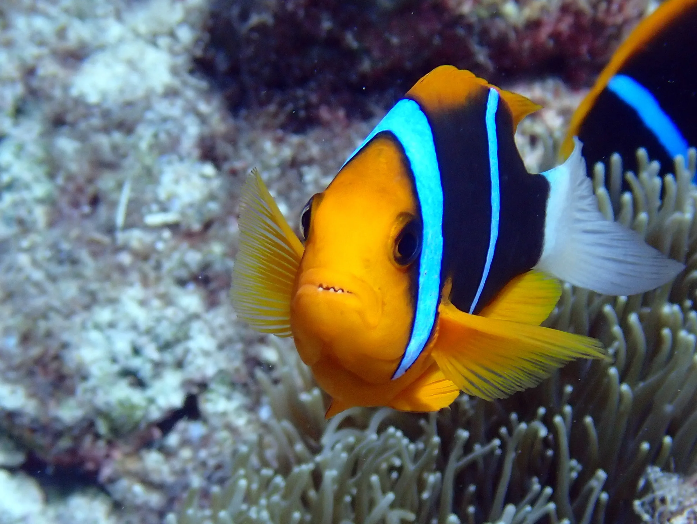 Palau underwater photograph, 2022