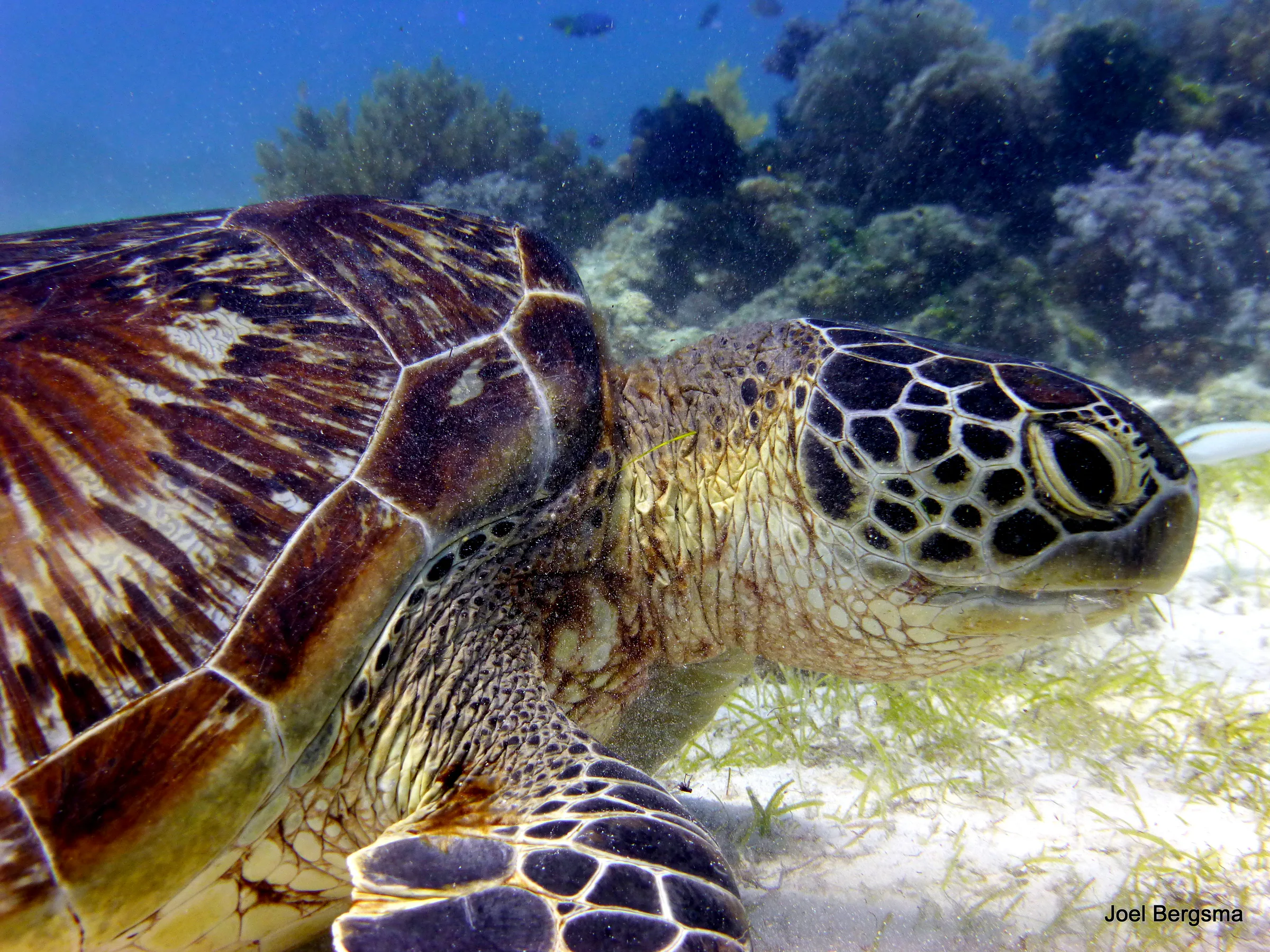 Green Sea Turtle, Philippines, 2017