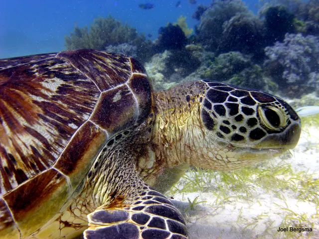 Underwater photograph by Joel Bergsma