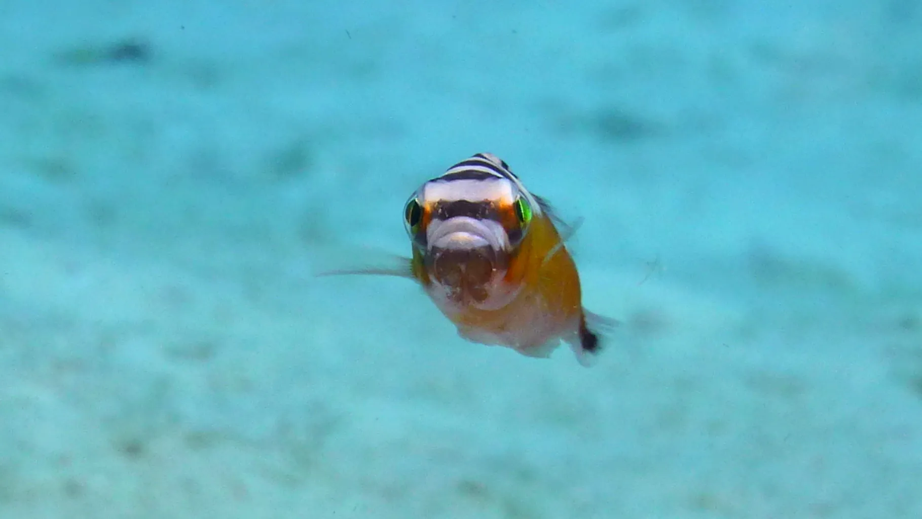 Tobaccofish, Belize, 2017