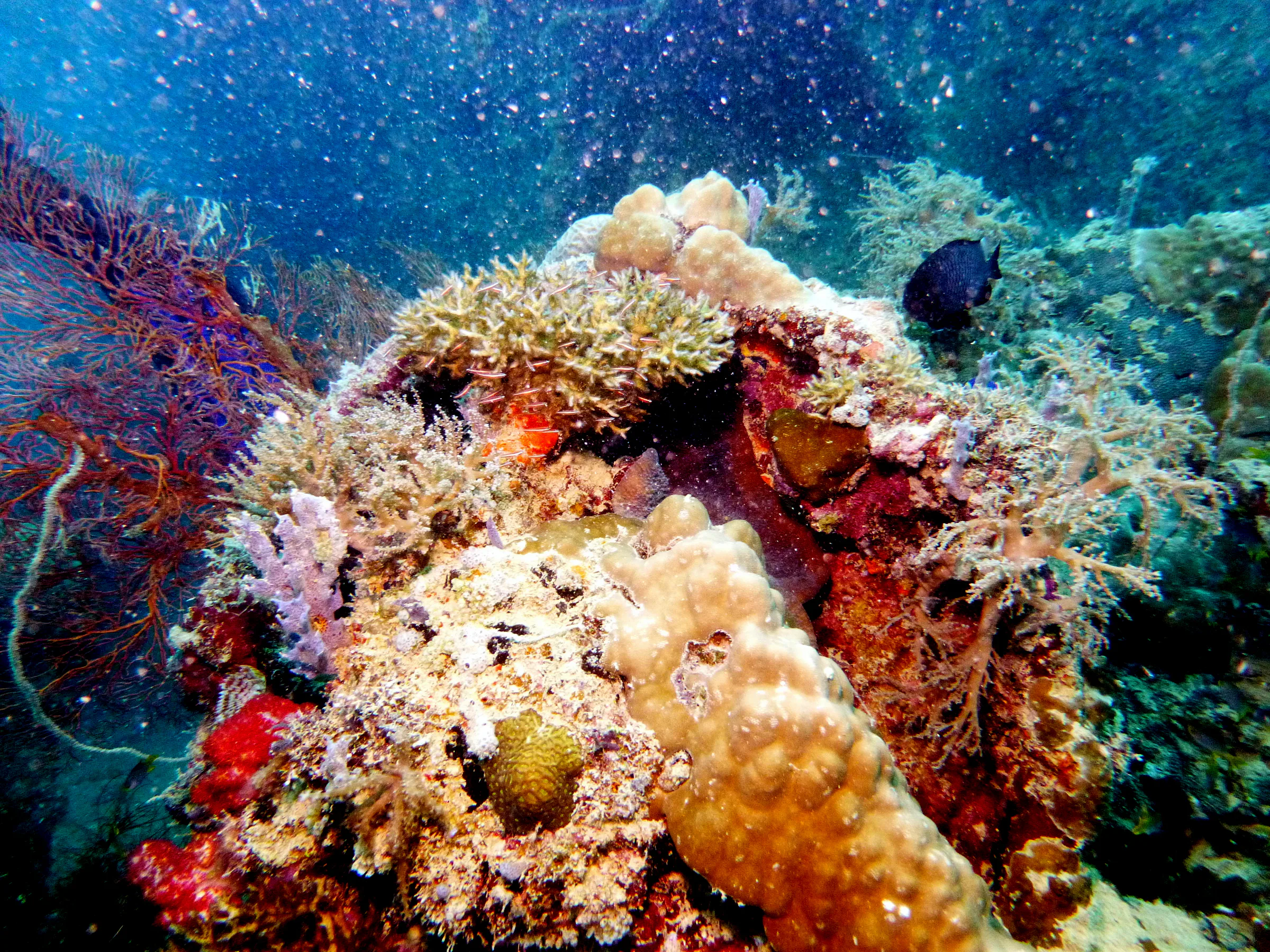 Palau underwater photograph, 2013