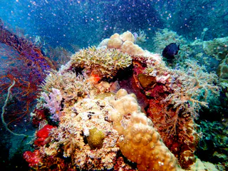 Underwater photograph by Joel Bergsma