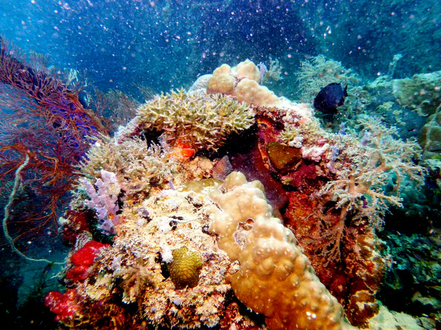 Underwater photograph by Joel Bergsma