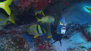 Underwater photograph by Joel Bergsma