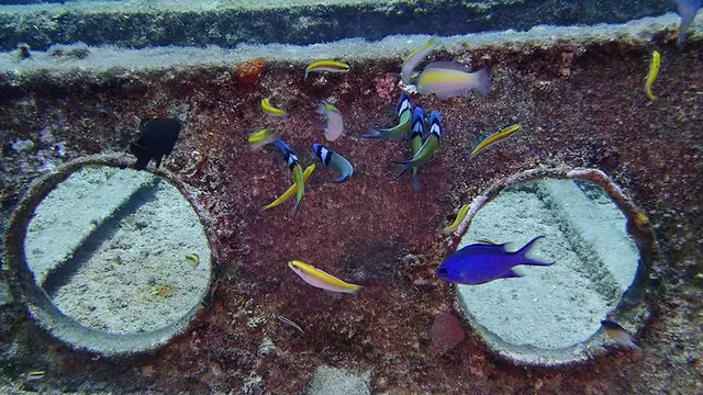 Wrasse feed on Seargant Major's eggs