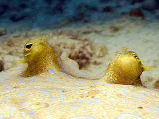 Underwater photograph by Joel Bergsma