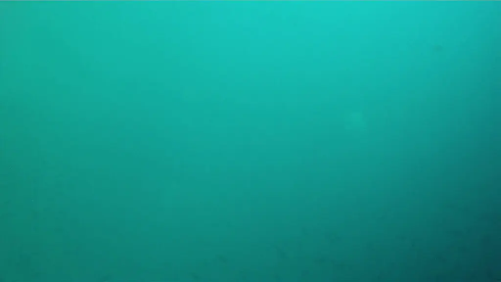 Turtles. Distant Hammerhead Sharks.  55 second video.