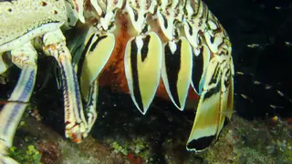 Lobster tending her eggs