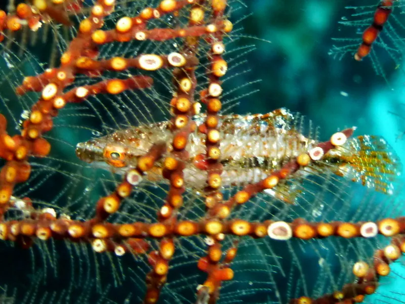 Philippines underwater photograph, 2015