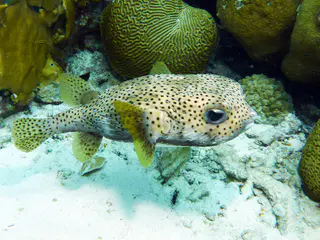 Underwater photograph by Joel Bergsma
