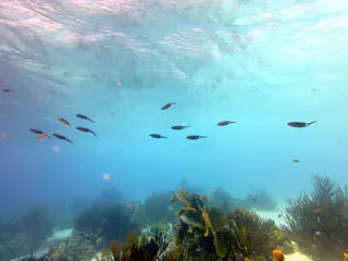 Underwater photograph by Joel Bergsma