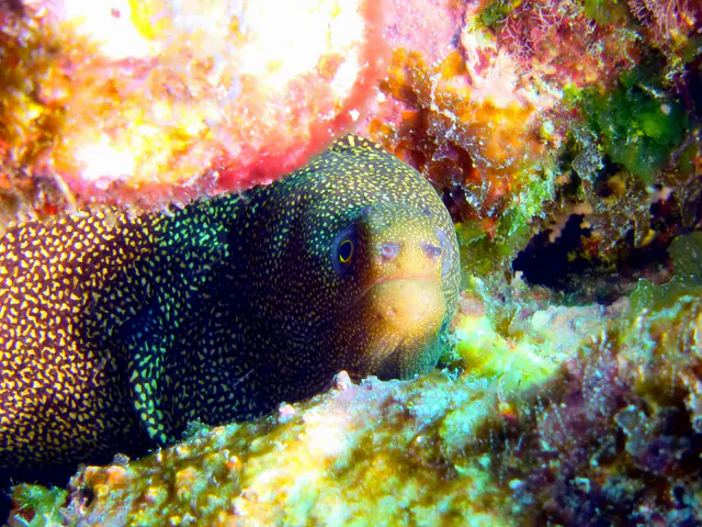 Underwater photograph by Joel Bergsma