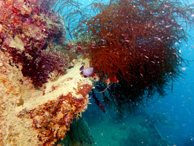 Underwater photograph by Joel Bergsma