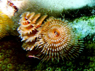 Underwater photograph by Joel Bergsma