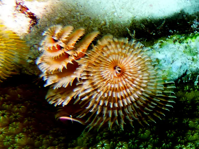 Underwater photograph by Joel Bergsma