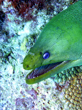 Underwater photograph by Joel Bergsma