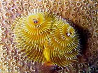 Underwater photograph by Joel Bergsma