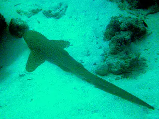 An 8 foot zebra shark rests on the sandy bottom of the German Channel. Zebra sharks are "found throughout the tropical Indo-Pacific, frequenting coral reefs and sandy flats to a depth of 62 m (210 ft). ... Zebra sharks are nocturnal and spend most of the day resting motionless on the sea floor. At night, they actively hunt for molluscs, crustaceans, small bony fishes, and possibly sea snakes inside holes and crevices in the reef. Though solitary for most of the year, they form large seasonal aggregations. The zebra shark is oviparous: females produce several dozen large egg capsules, which they anchor to underwater structures via adhesive tendrils. ... There is evidence that its numbers are dwindling. "