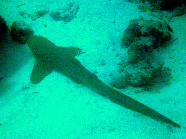 An 8 foot zebra shark rests on the sandy bottom of the German Channel. Zebra sharks are "found throughout the tropical Indo-Pacific, frequenting coral reefs and sandy flats to a depth of 62 m (210 ft). ... Zebra sharks are nocturnal and spend most of the day resting motionless on the sea floor. At night, they actively hunt for molluscs, crustaceans, small bony fishes, and possibly sea snakes inside holes and crevices in the reef. Though solitary for most of the year, they form large seasonal aggregations. The zebra shark is oviparous: females produce several dozen large egg capsules, which they anchor to underwater structures via adhesive tendrils. ... There is evidence that its numbers are dwindling. "