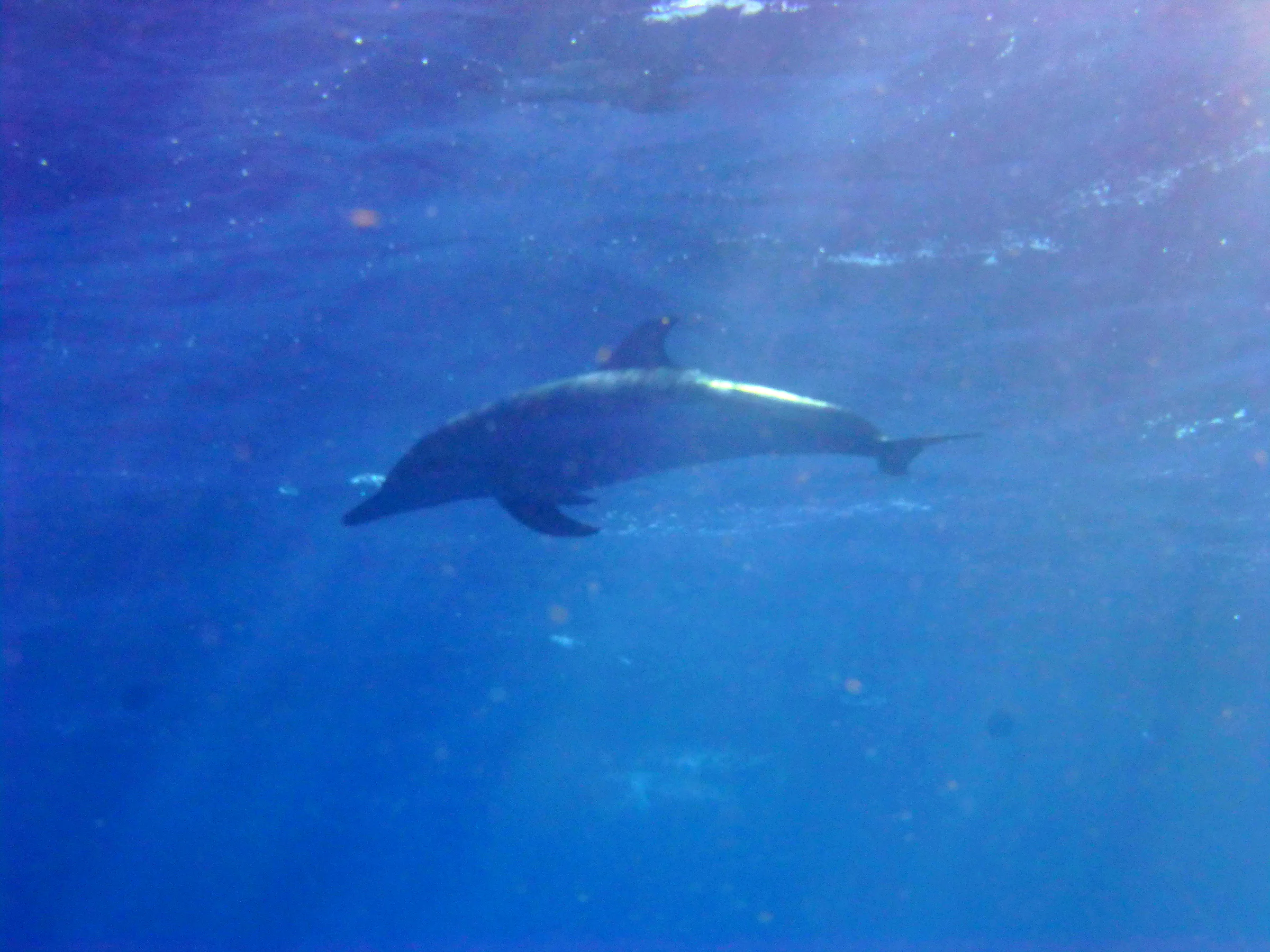 Dolphin, Belize, 2017