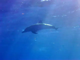 Underwater photograph by Joel Bergsma