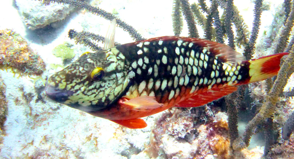 Underwater photograph by Joel Bergsma