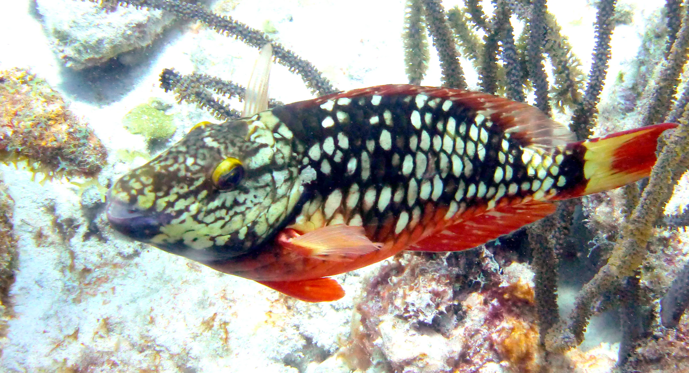 Parrotfish, Bonaire, 2013