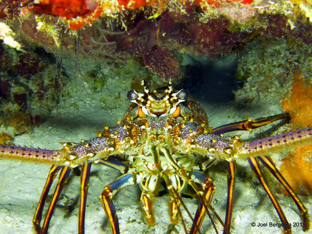 Underwater photograph by Joel Bergsma