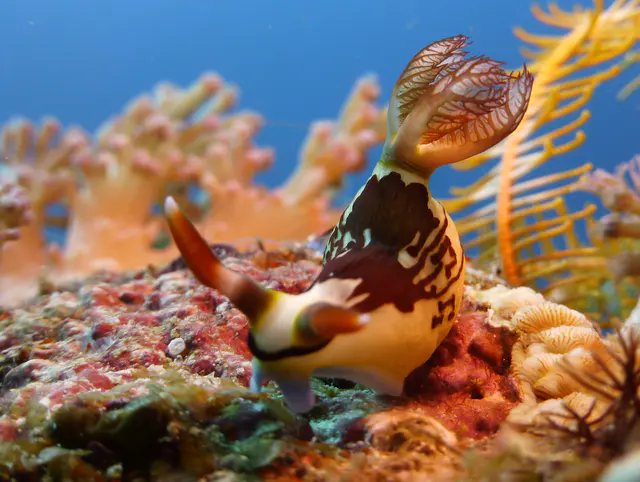 Underwater photograph by Joel Bergsma