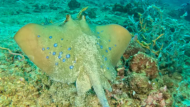 Underwater photograph by Joel Bergsma