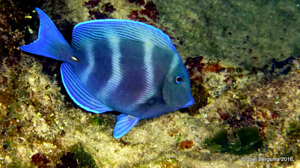 Cayman Islands underwater photograph, 2016