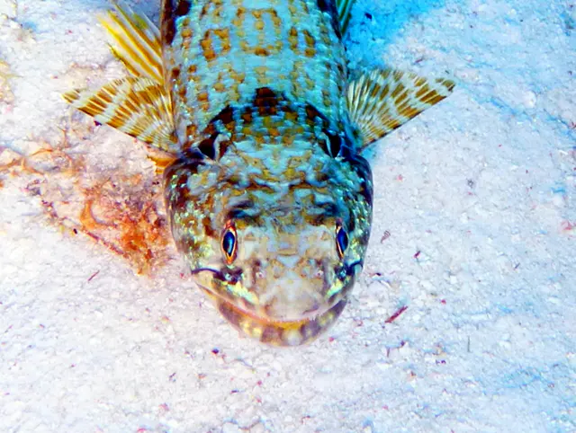 Underwater photograph by Joel Bergsma
