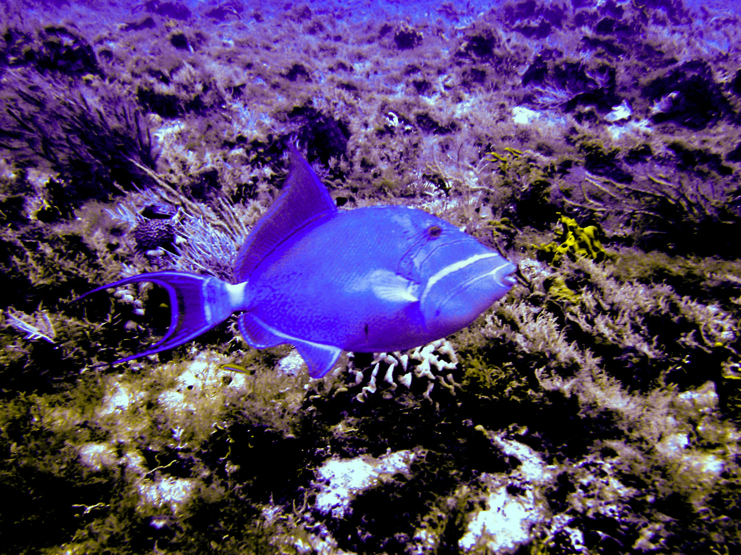 Queen Triggerfish