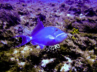 Queen Triggerfish