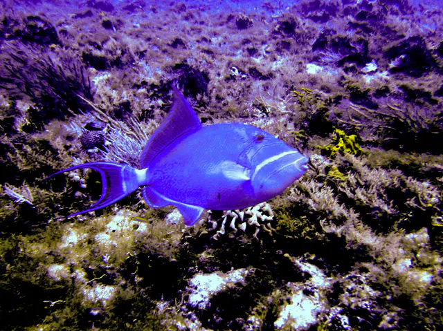Queen Triggerfish