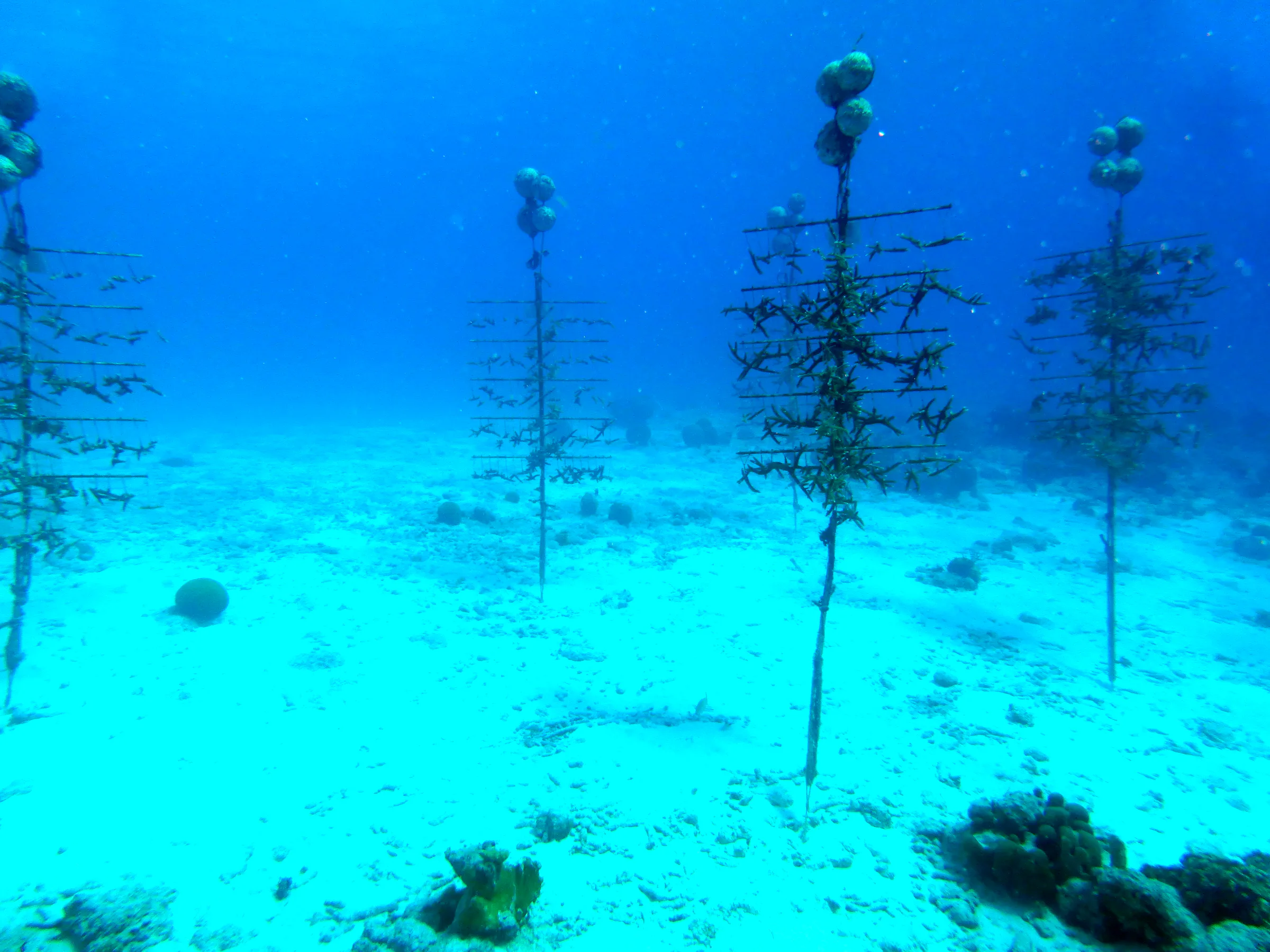 Bonaire underwater photograph, 2013