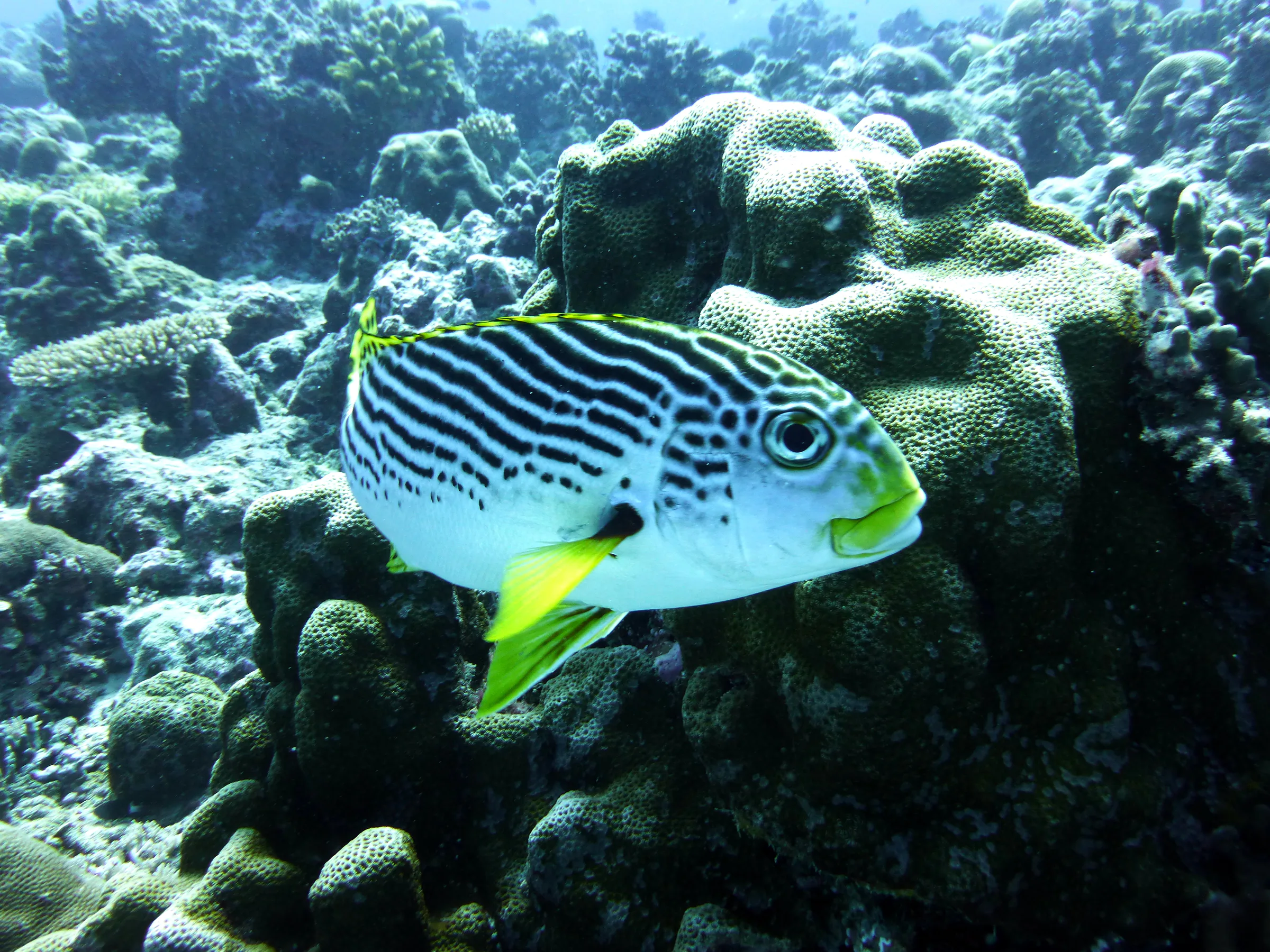 An Oriental Sweetlips.  Gerald Allen, et al, Reef Fish Identification - Tropical Pacific (2003), page 170.