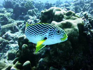 An Oriental Sweetlips.  Gerald Allen, et al, Reef Fish Identification - Tropical Pacific (2003), page 170.