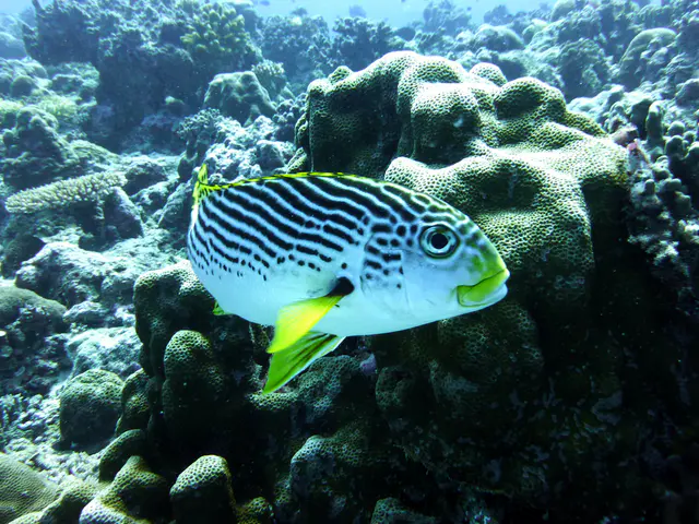 An Oriental Sweetlips.  Gerald Allen, et al, Reef Fish Identification - Tropical Pacific (2003), page 170.