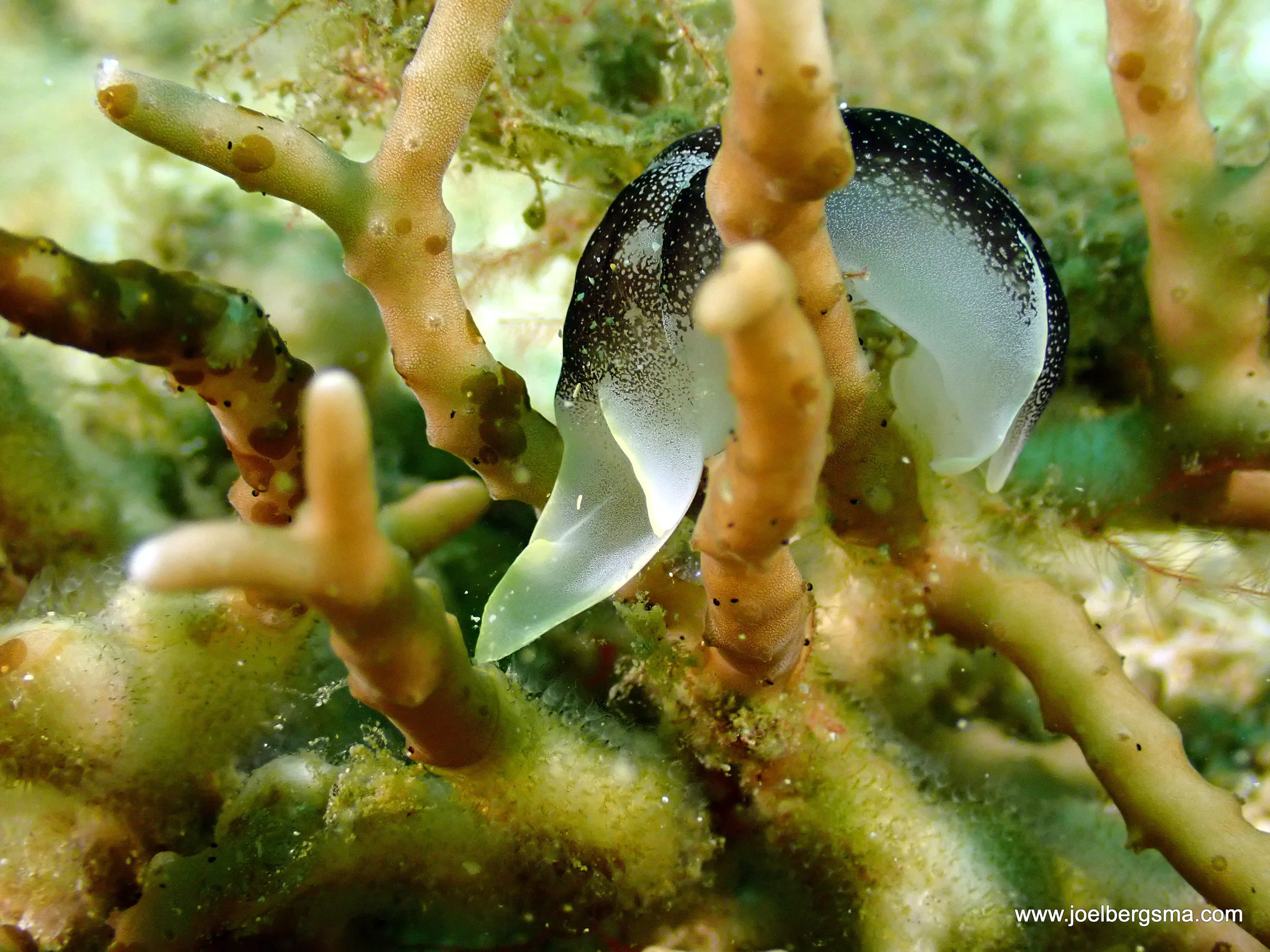 Philippines underwater photograph, 2022