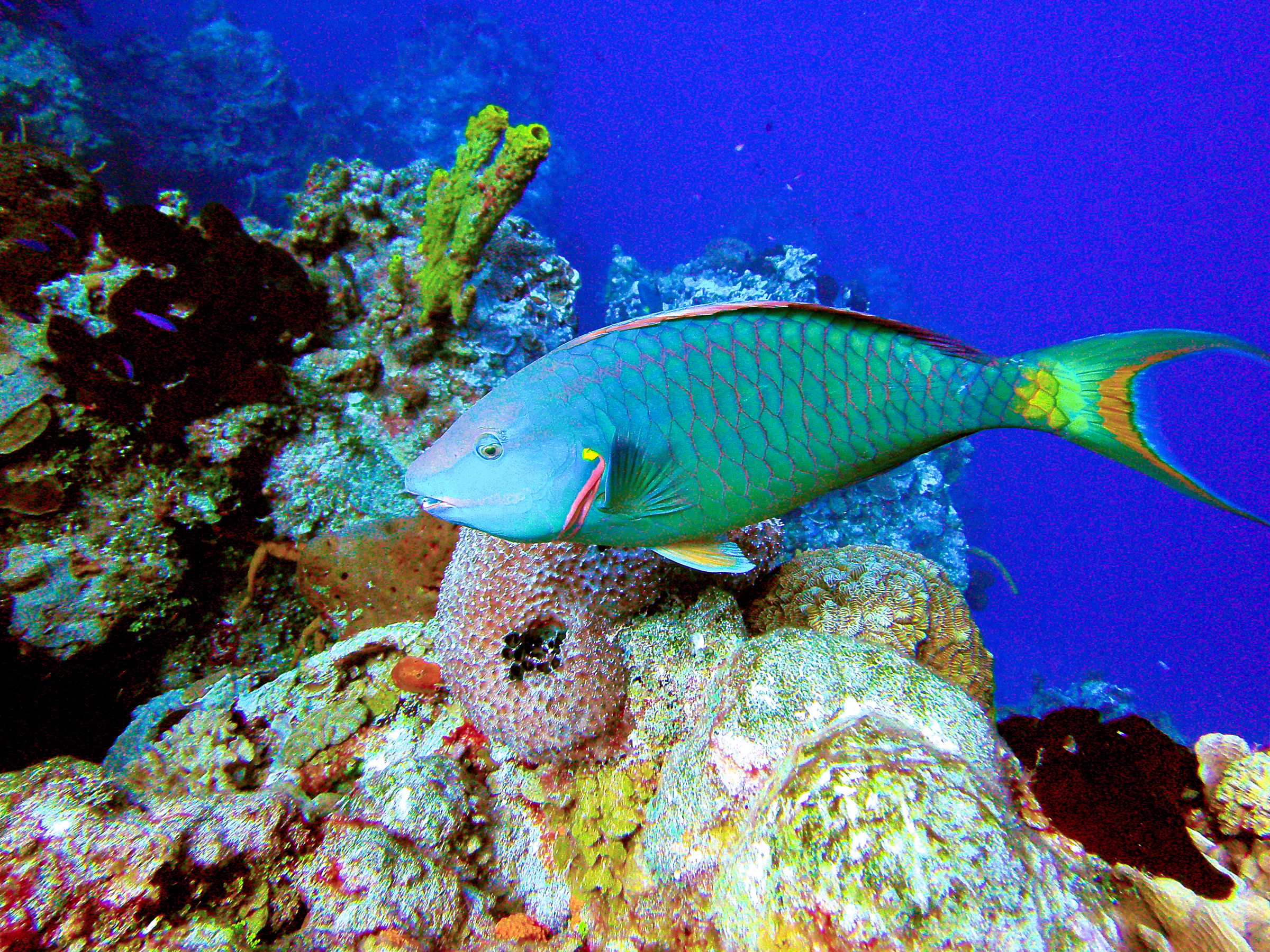 Stoplight Parrotfish