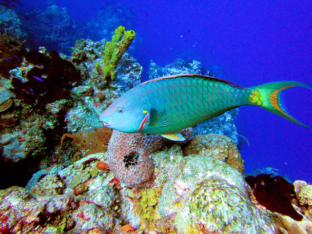 Stoplight Parrotfish
