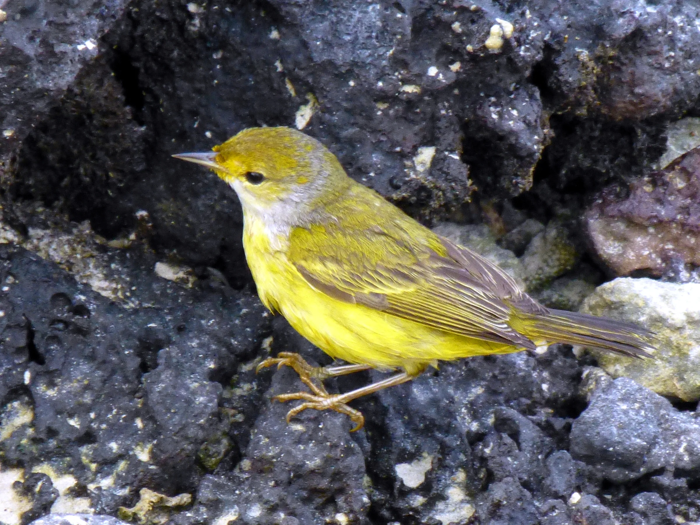 Yellow Warbler (endemic species) at the El Garrapatero Beach. It's a bright yellow bird ranging up to 5 inches.