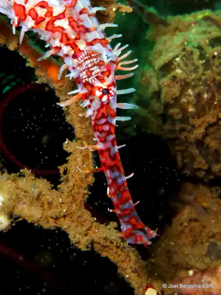 Underwater photograph by Joel Bergsma