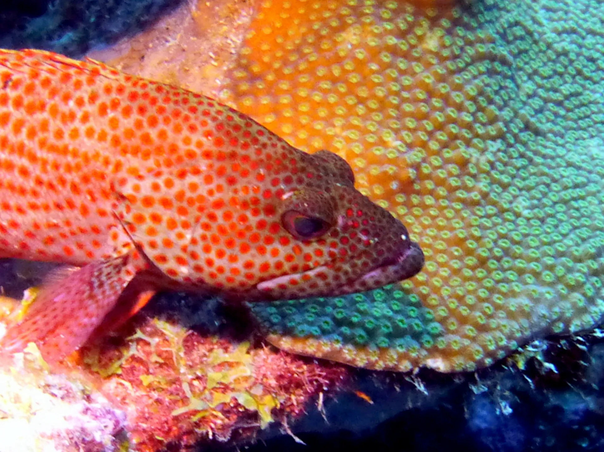 Graysby Grouper, Bonaire, 2013