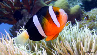 Underwater photograph by Joel Bergsma