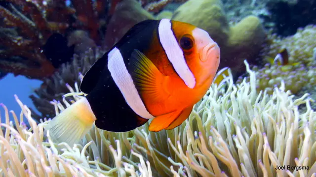 Underwater photograph by Joel Bergsma