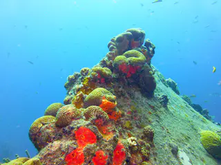 Underwater photograph by Joel Bergsma